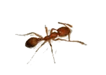 Μυρμήγκι Φαραώ